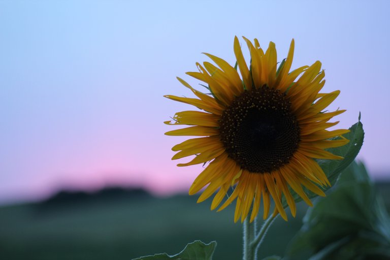 Garden Sunflower - N8 2017.JPG