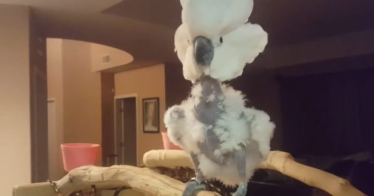 cockatoo-throws-funny-tantrum-when-her-owner-tells-her-she-cant-have-donuts.jpg