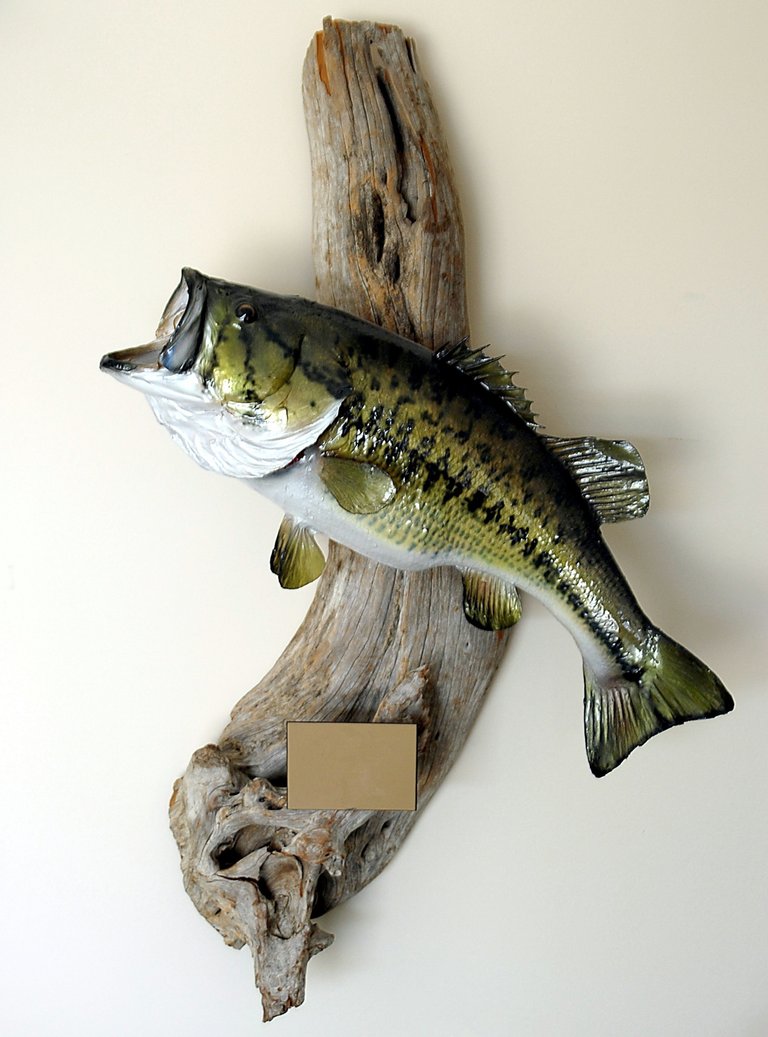 nature-sport-river-wildlife-fishing-weight-fish-leisure-mouth-bass-mount-vertebrate-large-catch-trophy-taxidermy-award-mounted-hobbies-recreational-fish-mount-northern-pike-pursuit-taxidermist-large-mouth-bass-1183088.jpg