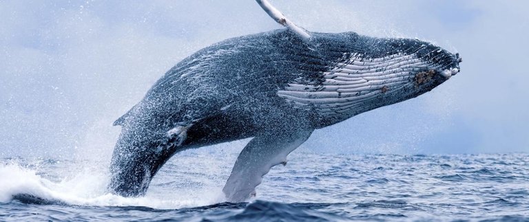 large_humpback_whale_jumping.jpg