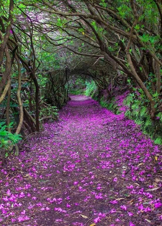 Túneles naturales en Reenagross Park, Kenmare, Irlanda..jpg