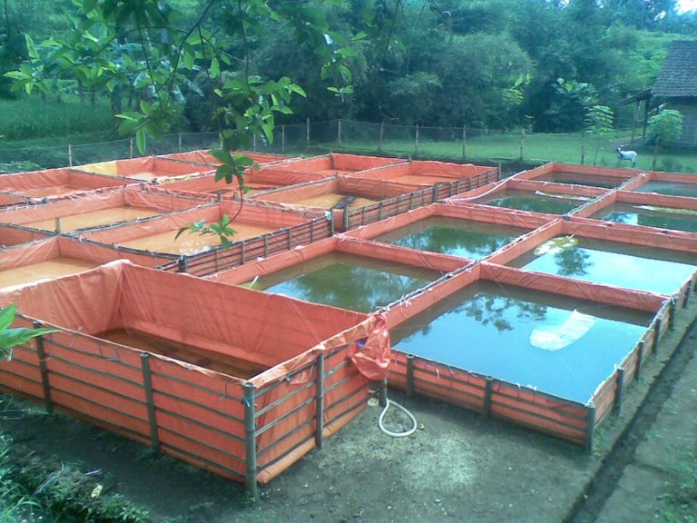 A-group-of-small-breeding-ponds-tanks-in-Indonesia.jpg