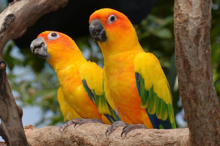 SUN-PARAKEET.jpg