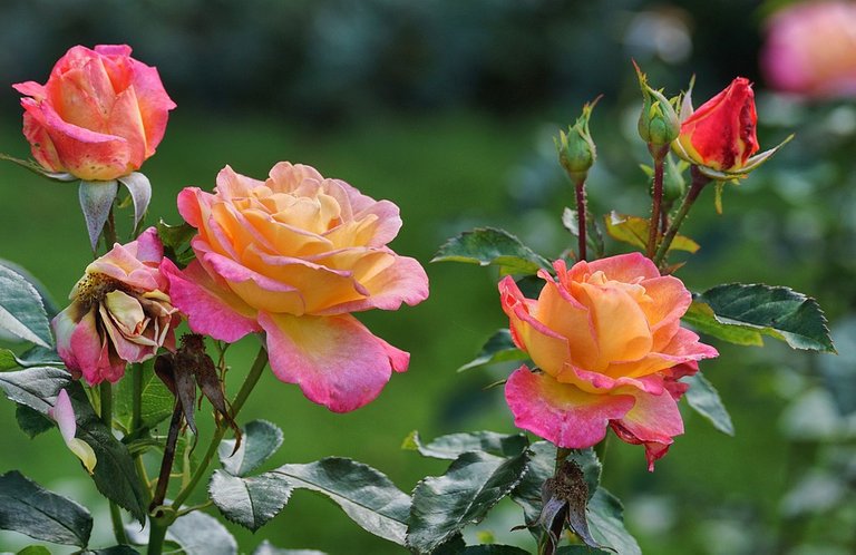 roses-2947934_960_720.jpg