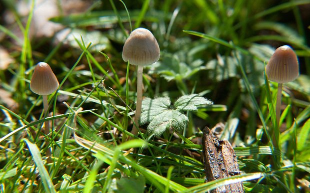 Magic-Mushrooms.jpg