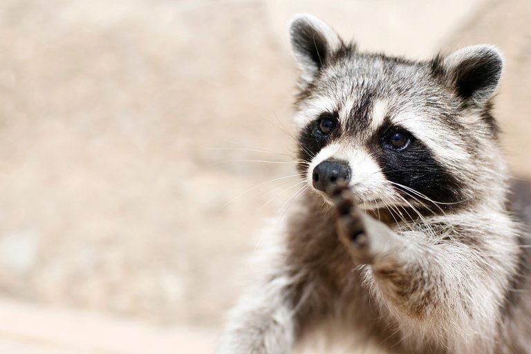 01-smart-animals-racoon.jpg