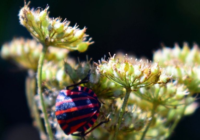 Bug on flower.JPG