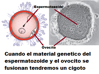 embrio.png