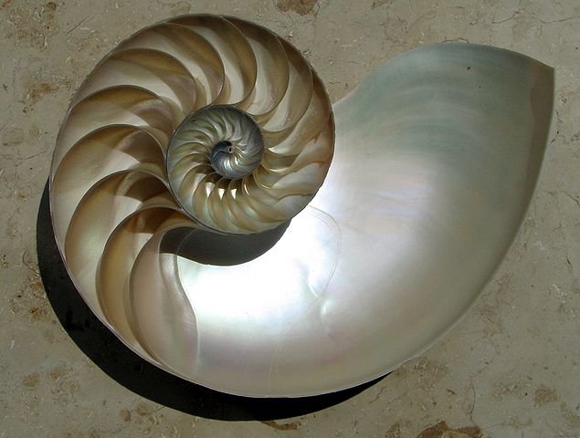 medium nautilus.jpg