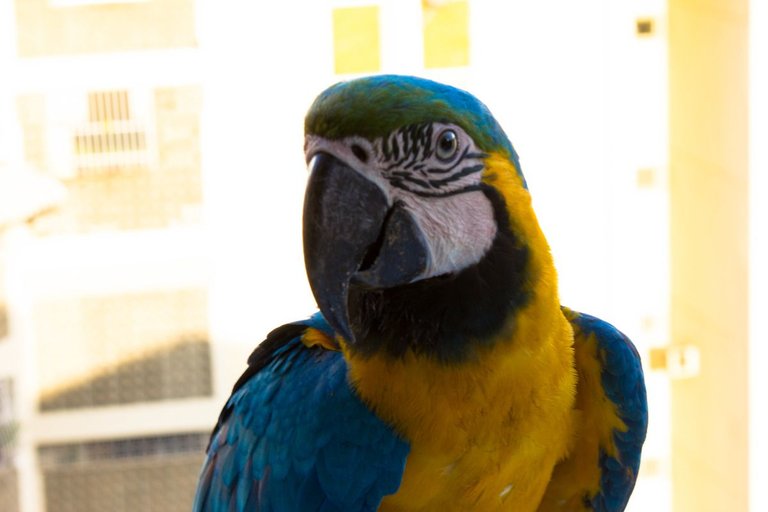 Macaw