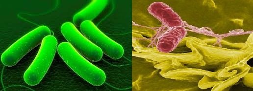 1392451120E._coli_and_Salmonella.jpg