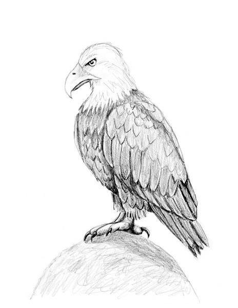 179942-464x600-Bald-Eagle-Slide-12-Add-Shading-and-Color-sm.jpg