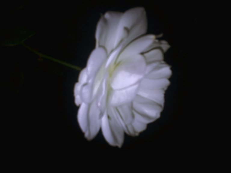 Flower_2.jpg