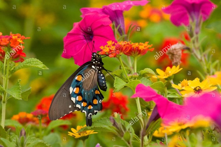 03004-00902-pipevine-swallowtail-battus-philenor-on-red-spread-lantana-M7895Y.jpg