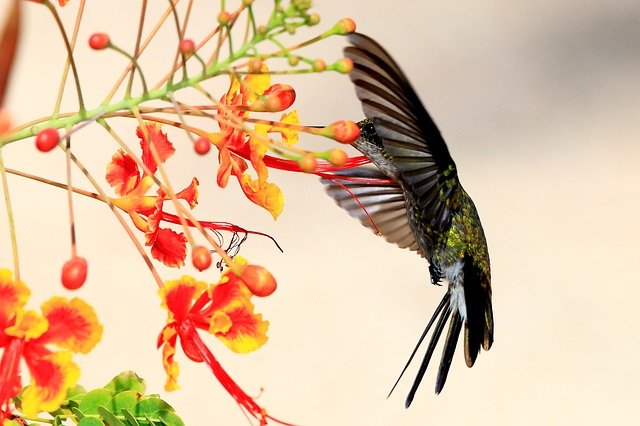 hummingbird-1858416_640.jpg