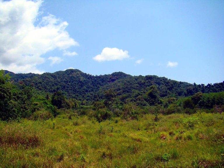 koh-chang-nature.jpg