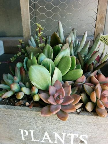 succulents.jpg