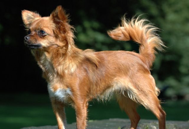 chihuahua-640x439.jpg