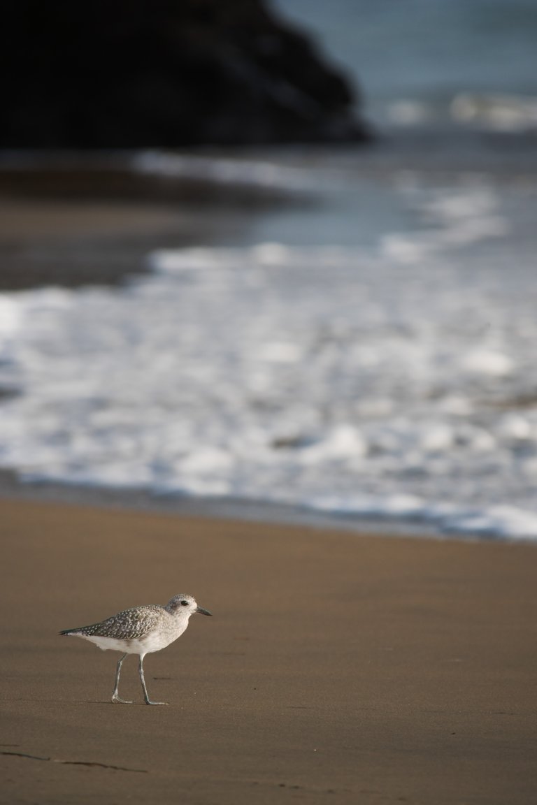 Plover at Waters edge.jpg