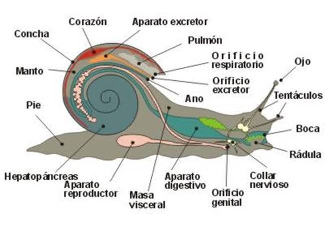 Antes de pisar a un caracol piensen que son mucho más que baba y caparazón.jpg