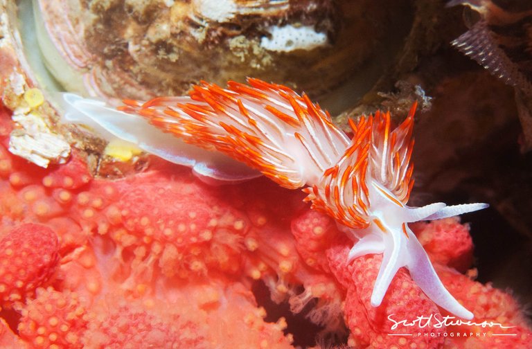 Opalescent Nudibranch-1.jpg