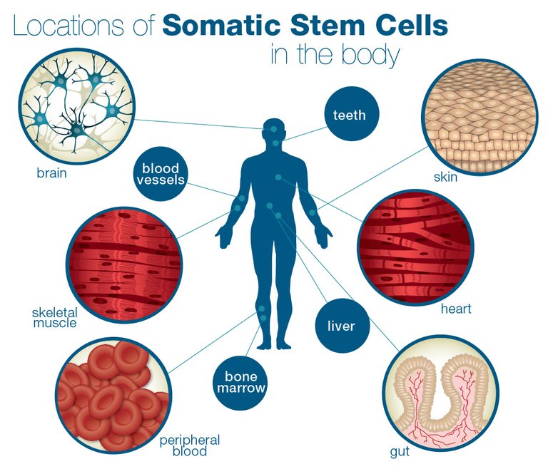 somaticstemcells.jpg