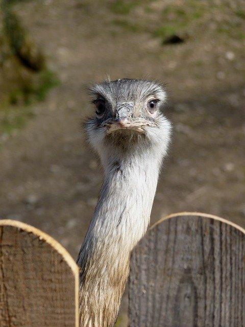 rhea-bird-713294_640.jpg