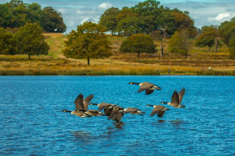 wind-geese-826153_1920.jpg