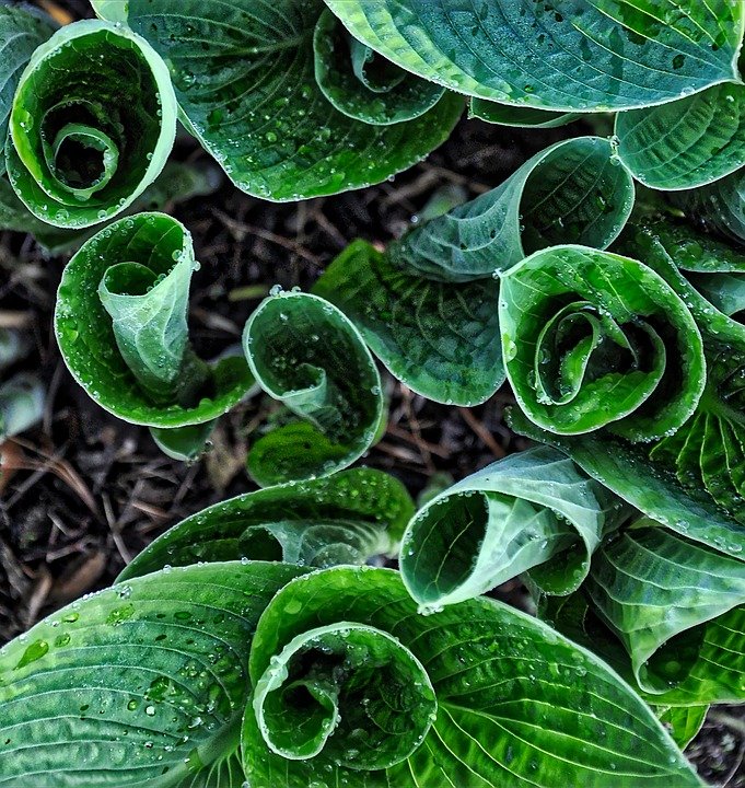 hosta-2346429_960_720.jpg