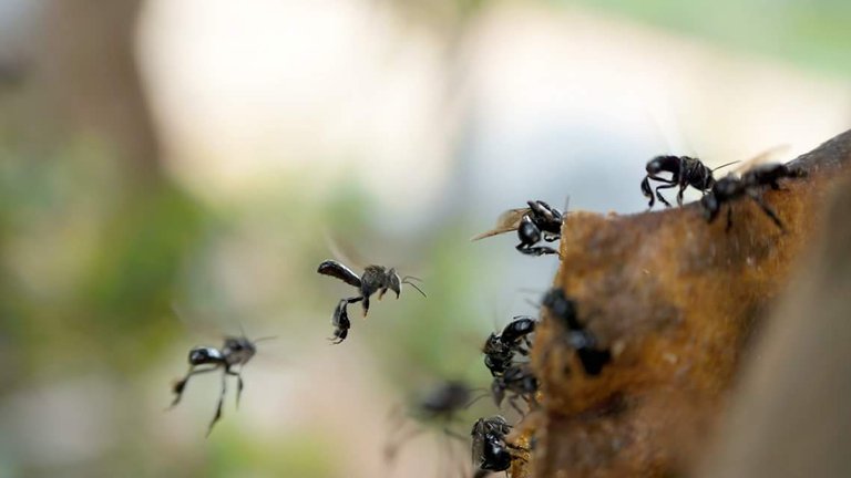 Stingless Bee Heterotrigona Itama