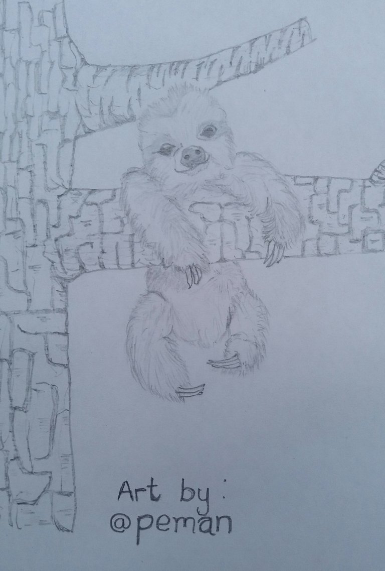 Sloth.jpg