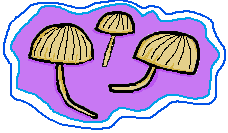 shrooms.png