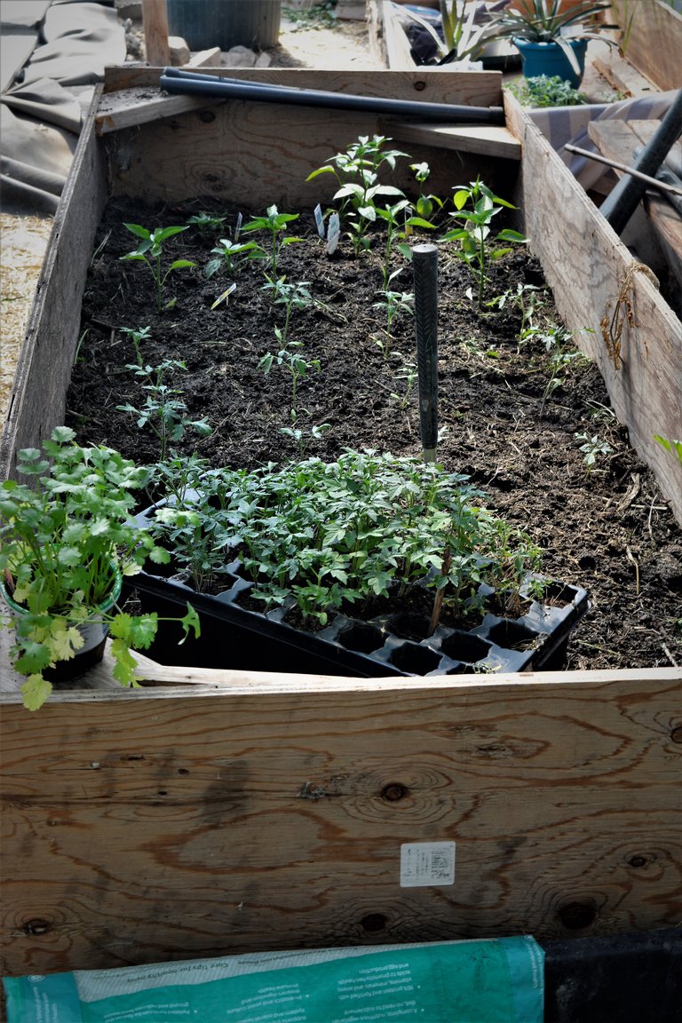 raised bed tomatoes.JPG