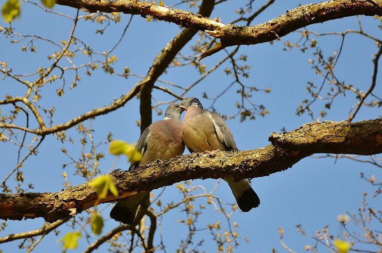 pigeons-50005_1280.jpg