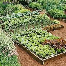 vegetable garden.jpg