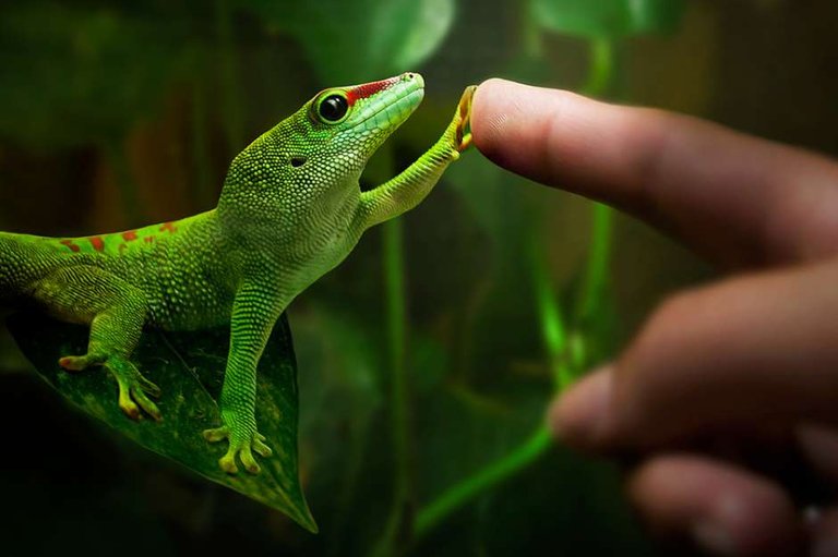 gecko-sticky-toe-hairs-could-lead-to-new-adhesive-technology.jpg