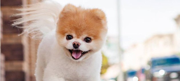 cute-dog-pictures-in-the-office.jpg