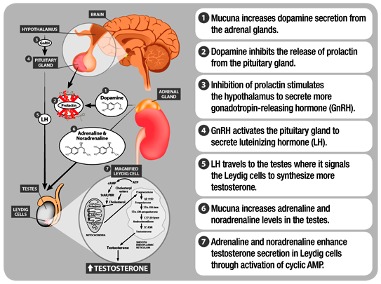 Mucuna-pruriens-to-human-health.png