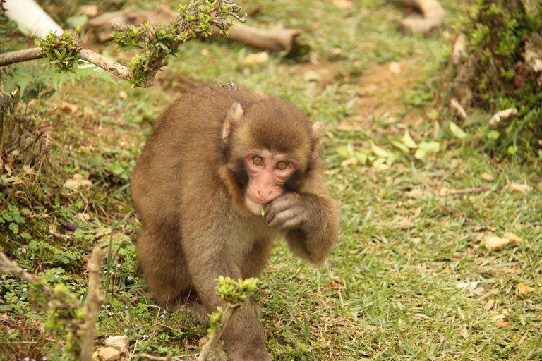 roamingmacaque