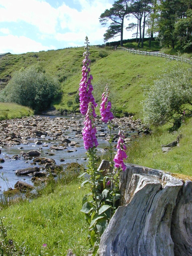 Foxgloves Four.jpg