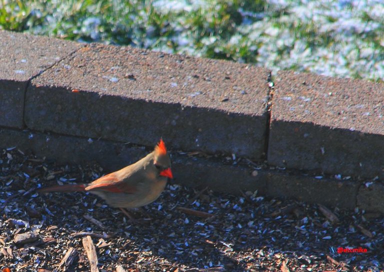 northern cardinal PFW22-sa0030.JPG