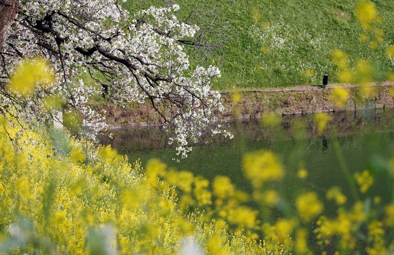 2018-04-02T083706Z_130758686_RC1A8FA0A080_RTRMADP_3_SPRING-CHERRYBLOSSOMS-JAPAN.jpg