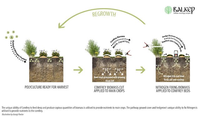 Permaculture_Polyculture_Balkan_Ecology_Project_Biomass_Belt.jpg