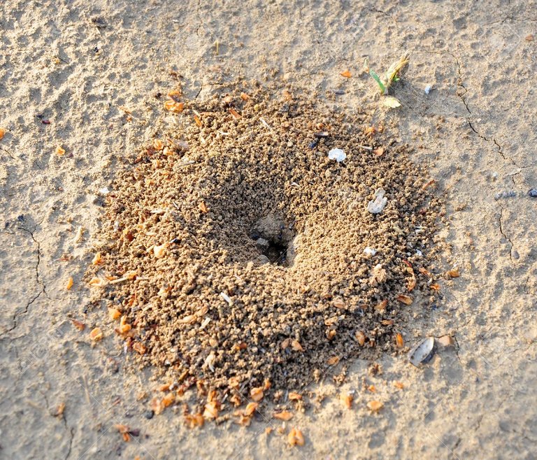 ant hill.jpg