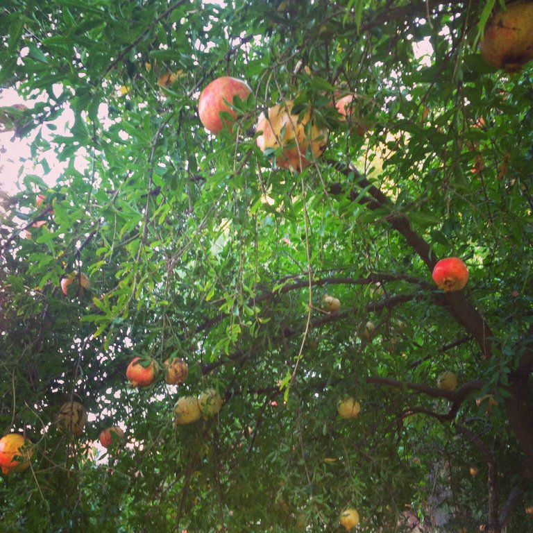 pomegranate tree.JPG