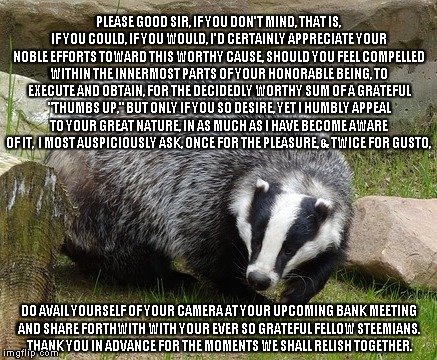 badger1.jpg