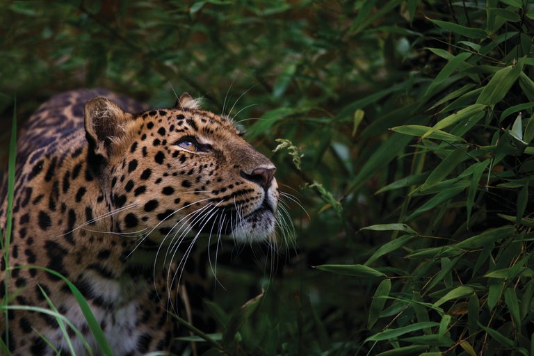 GettyImages-170360356_Amur-leopard.jpg