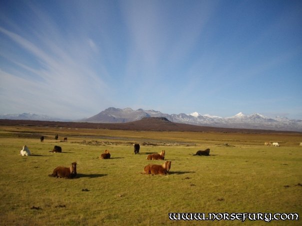 Grasslands and Horses.jpg