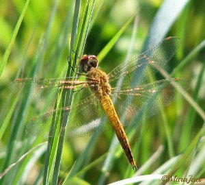 Small-Dragonfly Wings.jpg