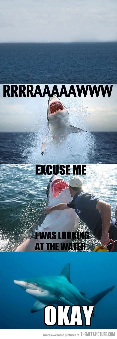 shark funny.jpg